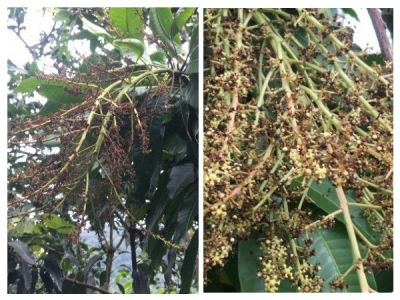 Bệnh thán thư và bệnh đốm đen gây hại bông trái non cây xoài