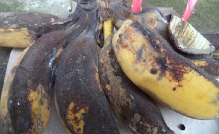 Chuối bị bệnh thán thư & thuốc đặc trị bệnh thán thư chuối