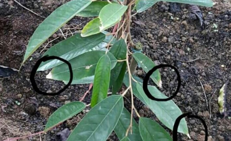 Bệnh thán thư sầu riêng và thuốc đặc trị bệnh thán thư trên cây sầu riêng