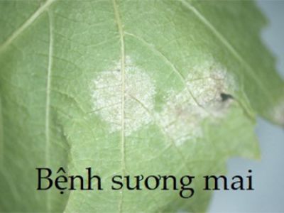 Bệnh sương mai ở các cây thuộc họ Bầu bí và cách phòng trị