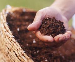 Giá thể gieo các loại hạt giống - Tỷ lệ nảy mầm trên 98% trên giá thể vinatap - Gieo tại luống, khay ươm hạt - Giá rẻ