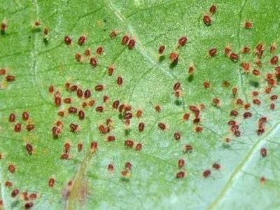 Thuốc trị nhện đỏ hai cây trồng thì sử dụng loại nào tốt và an toàn?