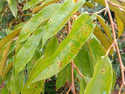 Bệnh đốm mắt cua trên sầu riêng và thuốc trị bệnh đốm mắt cua trên sầu riêng