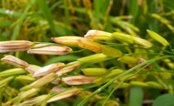 Bệnh lép vàng, lép đen trên lúa do vi khuẩn