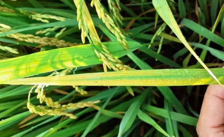 Bệnh vàng lá chín sớm hại lúa và thuốc trị bệnh vàng lá chín sớm hại lúa hiệu quả