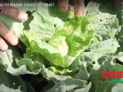 Cách diệt sâu tơ kháng thuốc tốt nhất