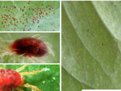 Biện pháp phòng từ nhện đỏ gây hại sầu riêng