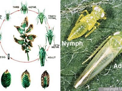 Rầy xanh hại sầu riêng và thuốc trị hiệu quả