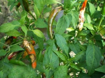 Bệnh thán thư hại rau màu và những phương pháp trị