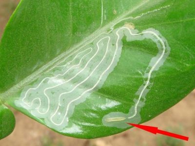 Sâu vẽ bùa và thuốc trị trên cây có múi