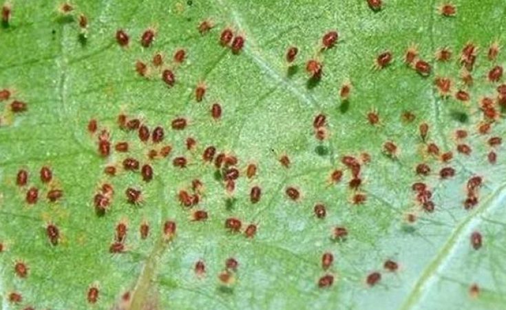 Thuốc trị nhện đỏ hai cây trồng thì sử dụng loại nào tốt và an toàn?