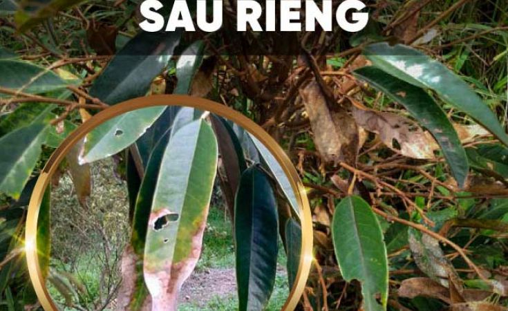 Biểu hiện của bệnh cháy lá sầu riêng và thuốc trị bệnh cháy lá trên cây sầu riêng