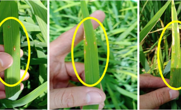 Bệnh đạo ôn cổ bông hại lúa và thuốc trị bệnh đạo ôn cổ bông