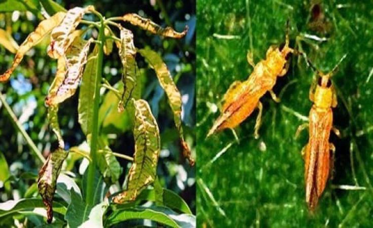 Biện pháp phòng ngừa bọ trĩ trên mãng cầu