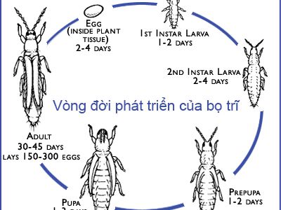 Bọ trĩ hại ớt và thuốc trị bọ trĩ hại ớt