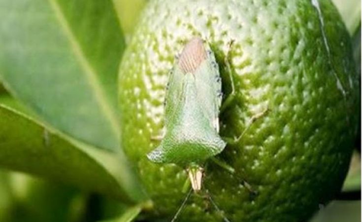 Phòng trừ bọ xít trên cây có múi