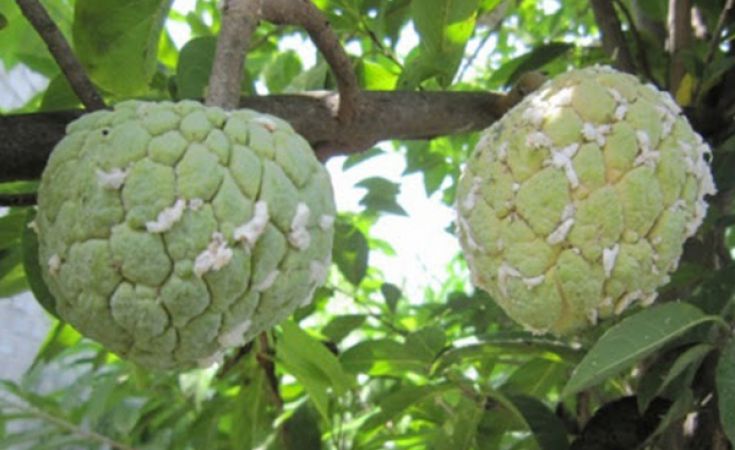 Rệp sáp ở mãng cầu na và thuốc trị hiệu quả
