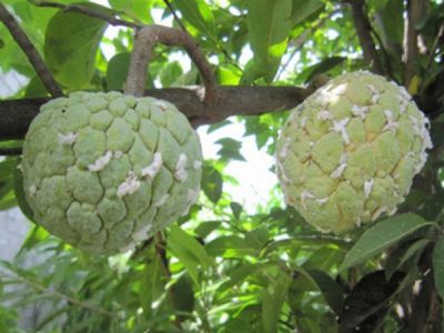 Rệp sáp ở mãng cầu na và thuốc trị hiệu quả