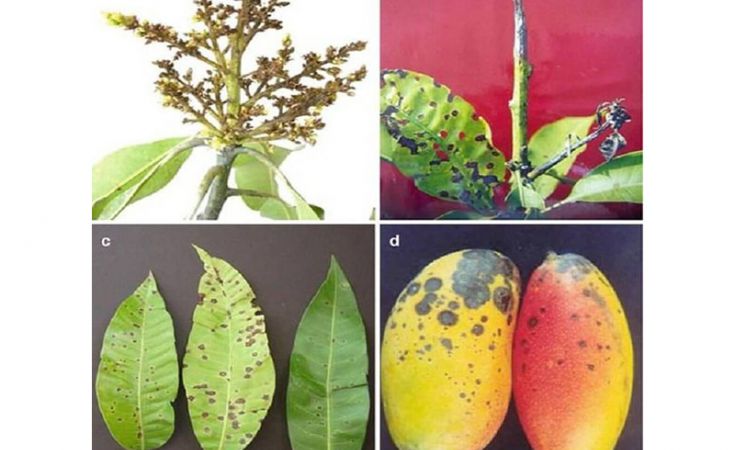 Bệnh thán thư hại xoài, thuốc trị bệnh thán thư hại xoài
