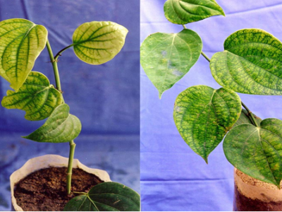 Bệnh khảm xoăn lá trên hồ tiêu và thuốc trị bệnh khảm lá trên hồ tiêu