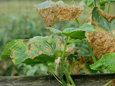 Bệnh sương mai trên dưa leo và cách phòng trị hiệu quả