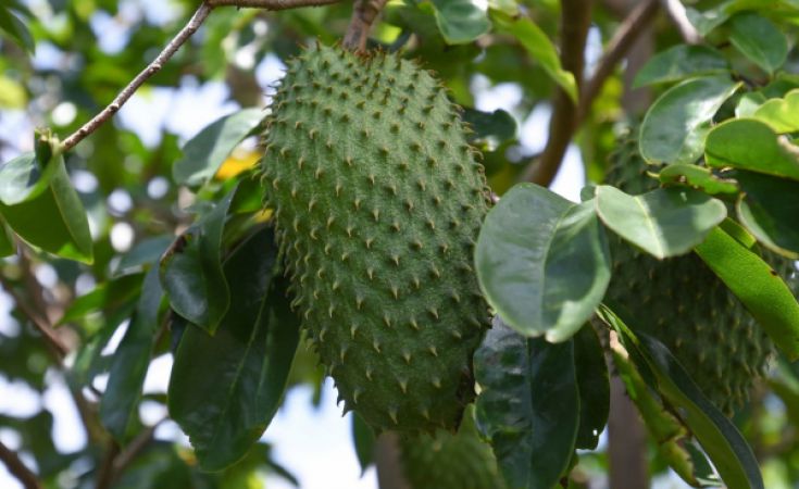Bệnh thán thư gây hại trên cây mãng cầu xiêm và thuốc trị bệnh thán thư mãng cầu xiêm hiệu quả