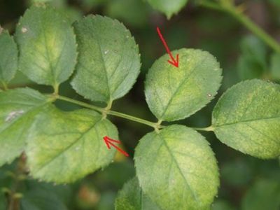 Nhện đỏ hại hoa hồng và thuốc trị