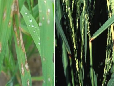 Kinh nghiệm phòng trừ bệnh đạo ôn hại lúa hiệu quả hiện nay