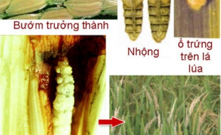 Quản lý sâu đục thân trên lúa hiệu quả