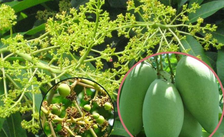 Nguyên nhân rụng quả non trên trái và thuốc trị