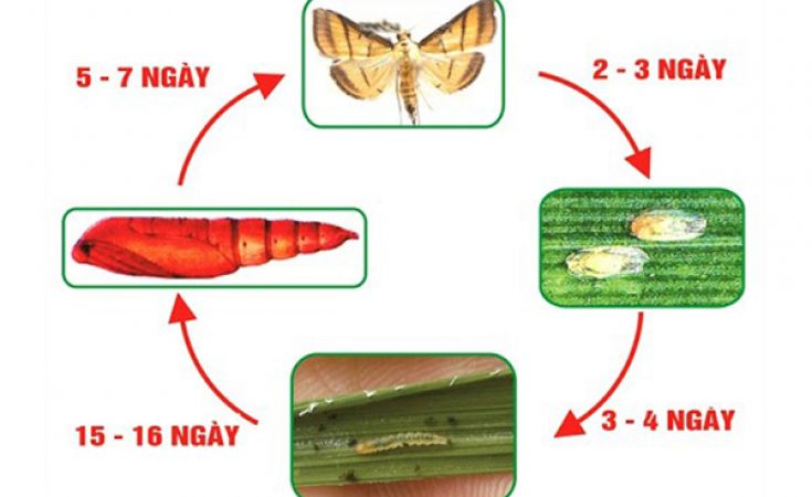 Sâu cuốn lá hại dâu tây và thuốc trị sâu cuốn lá hại dâu tây hiệu quả hiện nay