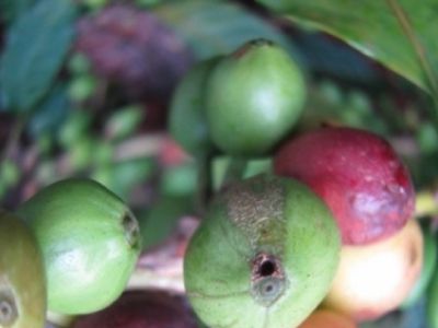 Sâu đục quả hại cà phê và thuốc trị sâu đục quả hại cà phê