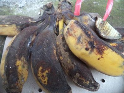 Chuối bị bệnh thán thư & thuốc đặc trị bệnh thán thư chuối