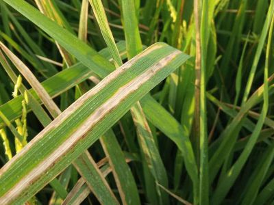 Bệnh bạc lá lúa và thuốc trị bệnh bạc lá lúa hiệu quả hiện nay