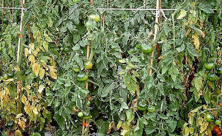 Bệnh héo xanh vi khuẩn trên cây cà chua và thuốc trị bệnh héo xanh trên cây cà chua