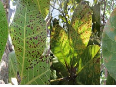 Bệnh thán thư trên cây điều và thuốc trị bệnh thán thư trên cây điều hiệu quả