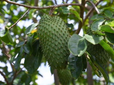 Bệnh thán thư gây hại trên cây mãng cầu xiêm và thuốc trị bệnh thán thư mãng cầu xiêm hiệu quả