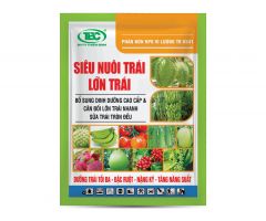 SIÊU NUÔI TRÁI LỚN TRÁI