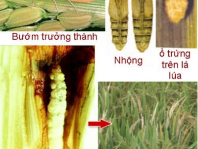 Quản lý sâu đục thân trên lúa hiệu quả