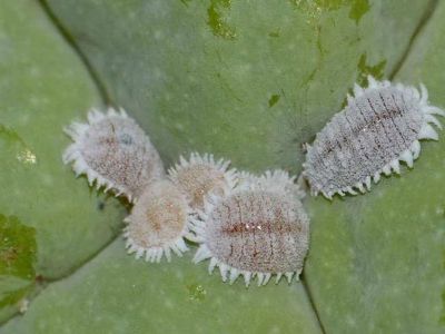 Rệp sáp là gì? Thuốc trị rệp sáp tốt nhất