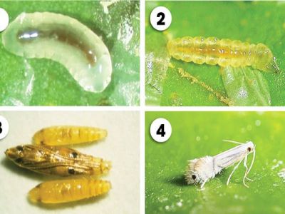 Sâu vẽ bùa hại rau màu và thuốc trị hiệu quả