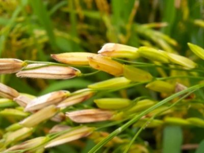 Bệnh lép vàng, lép đen trên lúa do vi khuẩn