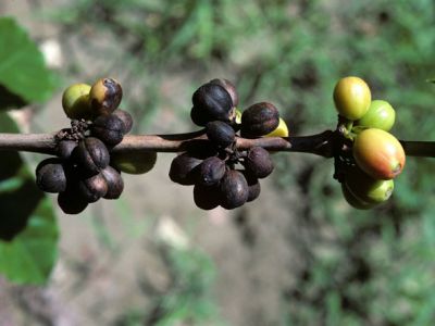 Bệnh thán thư khô cành, khô quả cà phê và thuốc trị bệnh thán thư khô cành, khô quả cà phê