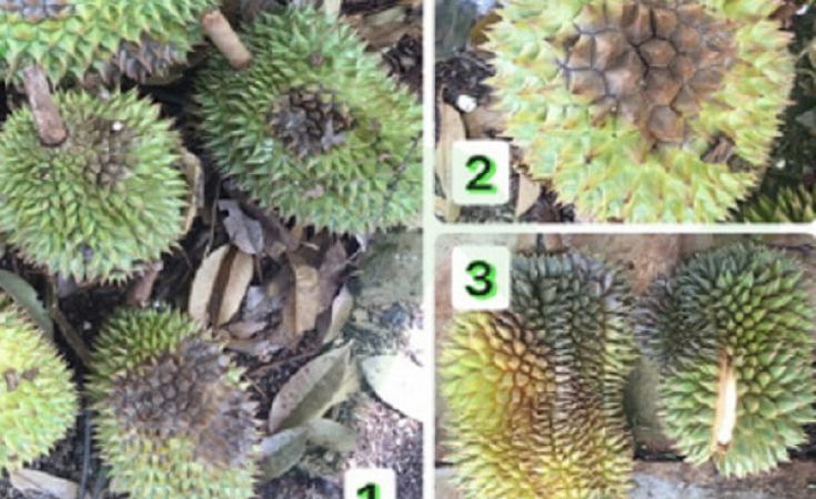 Điều trị bệnh Thối trái sầu riêng công thức bộ đôi Amtivo + DIỆT NẤM KHUẨN
