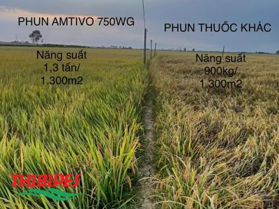 Kết quả kiểm chứng bệnh đạo ôn cổ lá lem lép hạt sau thu hoạch với siêu phẩm AMTIVO