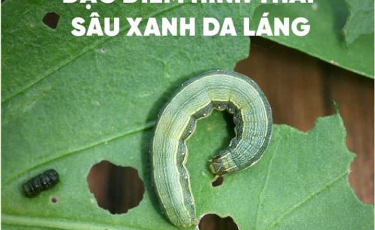 Sâu xanh da láng gây hại cây trồng và cách phòng trị