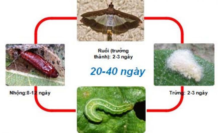 Sâu xanh da láng và thuốc trị hiệu quả