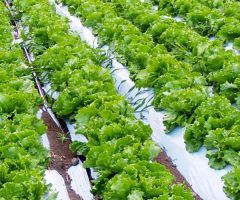 Bạt phủ luống ngăn cỏ