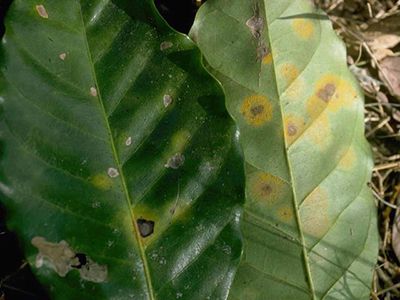 Bệnh gỉ sắt trên cà phê cà phê và thuốc trị hiệu quả