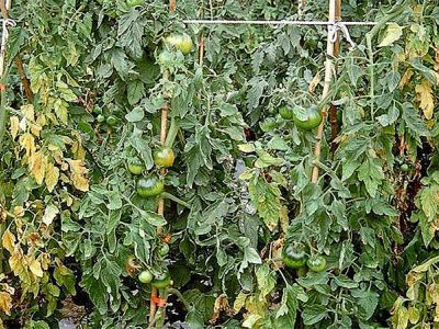 Bệnh héo xanh vi khuẩn trên cây cà chua và thuốc trị bệnh héo xanh trên cây cà chua